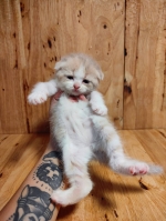 Cute Cat7