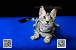Cute Cat7