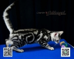 Cute Cat7