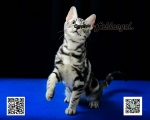 Cute Cat6