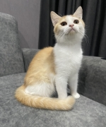 Cute Cat6