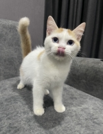 Cute Cat5
