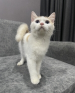 Cute Cat6