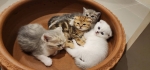 Cute Cat5