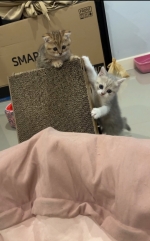 Cute Cat5