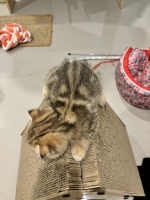 Cute Cat4