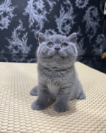 Cute Cat4