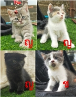 Cute Cat3