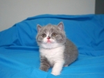 Cute Cat2