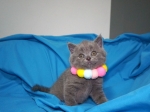 Cute Cat2