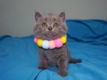 Cute Cat1