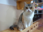 Cute Cat1