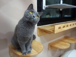 Cute Cat10