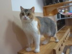 Cute Cat1