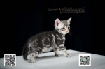 Cute Cat10
