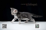 Cute Cat9