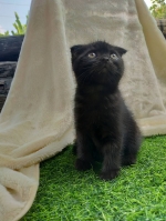 Cute Cat9