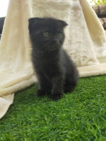 Cute Cat8