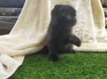 Cute Cat9