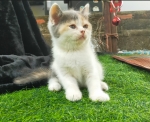 Cute Cat7