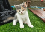 Cute Cat8
