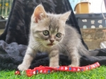 Cute Cat7