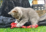 Cute Cat7