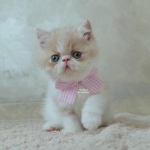 Cute Cat5