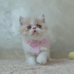 Cute Cat6
