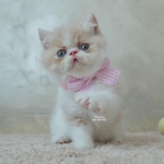 Cute Cat6