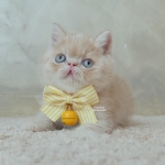 Cute Cat5