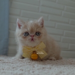 Cute Cat4