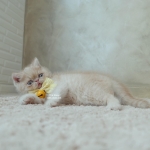 Cute Cat5