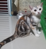 Cute Cat4