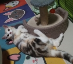 Cute Cat3