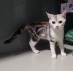 Cute Cat4