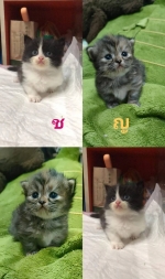 Cute Cat2
