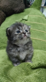 Cute Cat2