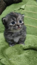 Cute Cat2