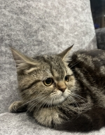 Cute Cat1
