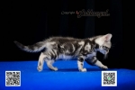 Cute Cat9