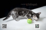 Cute Cat7