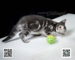 Cute Cat8