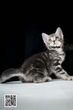 Cute Cat8