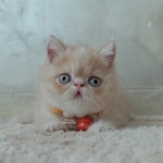Cute Cat7