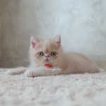 Cute Cat6
