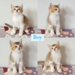 Cute Cat5