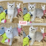 Cute Cat6