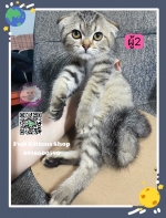 Cute Cat1