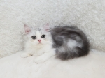 Cute Cat5